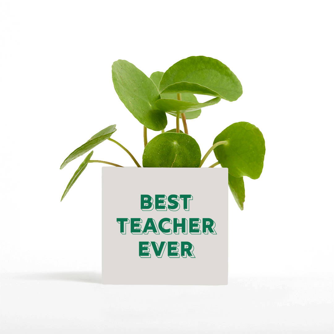 Best Teacher Ever Pot