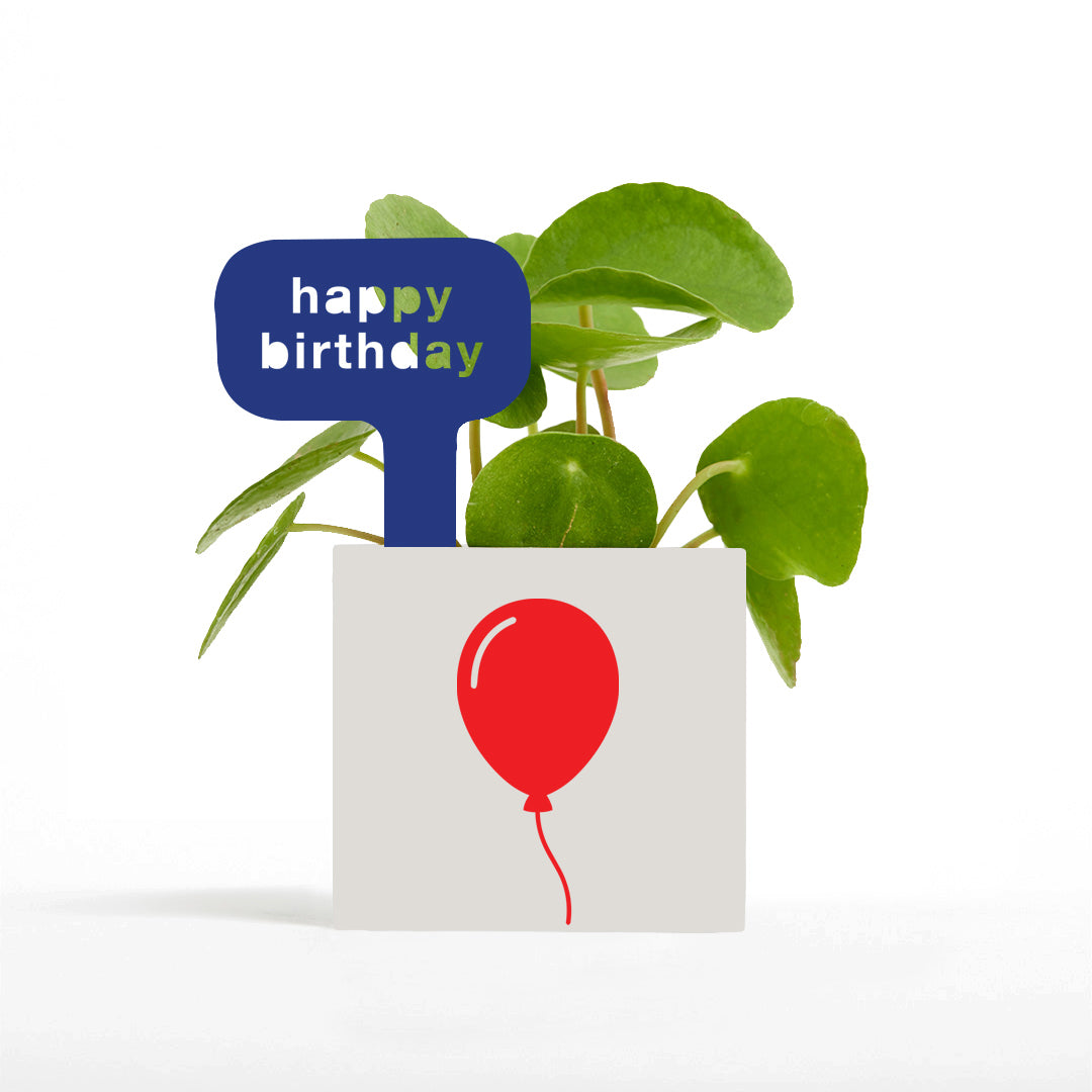 Happy Birthday Pot