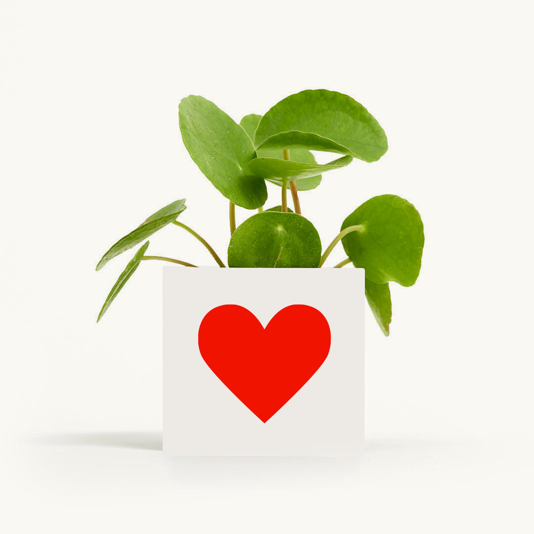 Hey Pot - money plant in white aluminium pot with heart motif