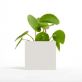 Custom Photo Pot